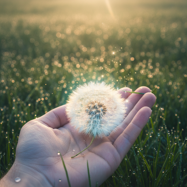 Ruka jemně drží pampelišku s odlétajícími semínky, která září jemným magickým světlem v ranní rose, symbolizující kouzlo v každodenních detailech.